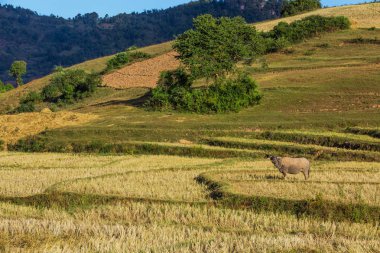 Shan Eyaleti Myanmar 'ın arazisi.
