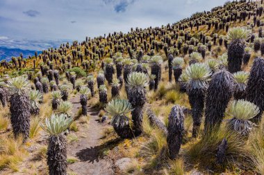 Paramo de Oceta Espeletia Frailejones Mongui Boyaca Kolombiya