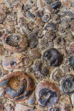 Museo Del Fosil fossil Museum Villa de Leyva Boyaca Colombia
