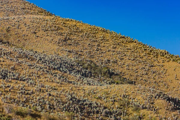 Paramo de Oceta Espeletia Frailejones Mongui Boyaca Colombia — Stock Photo, Image