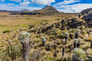 Paramo de Oceta Espeletia Frailejones Mongui Boyaca Kolombiya