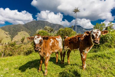 Bosque De Palma De Cera La Samaria San Felix Salamina Caldas Col
