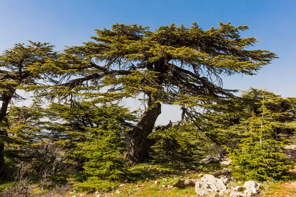 Ağaçlar Al sarp sedir doğa rezerv Barouk Lübnan — Stok fotoğraf