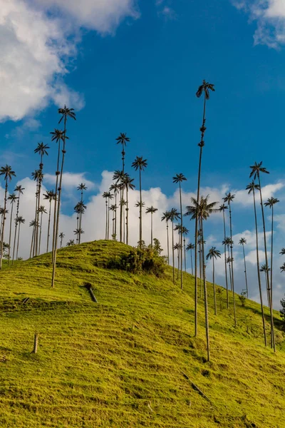 Valley Cocora Salento El Bosque de Las Palmas Quindio Kolumbia — Stock Fotó