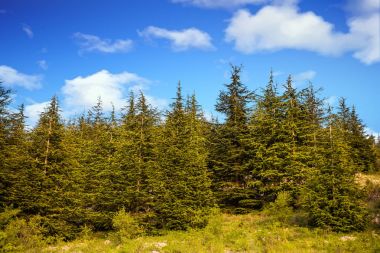 ağaçlar Al sarp sedir doğa rezerv Barouk Lübnan