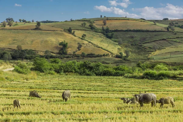 Mezők parkosított Shan állam Mianmar — Stock Fotó