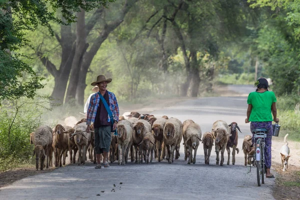 Burmesse Shepperd Monywa Myanmar — Stockfoto