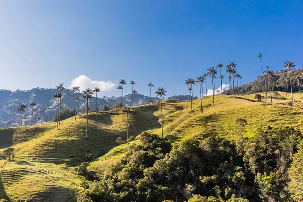 Bosque De Palma De Cera La Samaria San Felix Salamina Caldas Col — Foto Stock