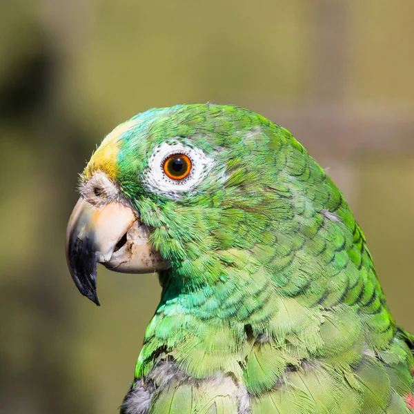 Портрет попугая Psittaciformes Caldas Colombia — стоковое фото