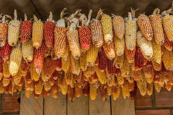 Cereales Cosecha de maíz Caldas Colombia — Foto de Stock