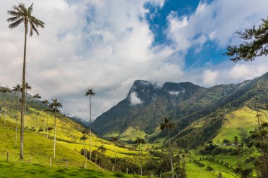 Valley Cocora Salento El Bosque de Las Palmas Quindio Kolombiya
