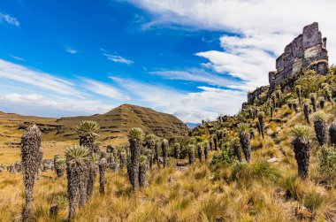 Paramo de Oceta Espeletia Frailejones Mongui Boyaca Kolombiya