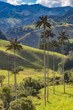 Bosque De Palma De Cera La Samaria San Felix Salamina Caldas Col