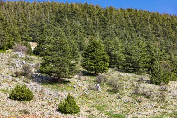 Fát a Libanoni Al Shouf cédrus természet tartalék Barouk — Stock Fotó