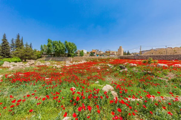 Vallmofält romarna ruiner Baalbek Annas Libanon — Stockfoto