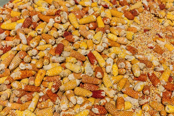 Cereales Cosecha de maíz Caldas Colombia — Foto de Stock