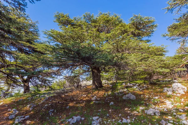 Stromy z Al Shouf Cedar přírodní rezervace Barouk Libanonu — Stock fotografie