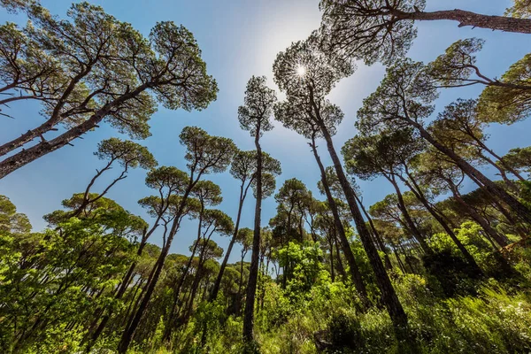 Bosque de pinos Jezzine Sur del Líbano — Foto de Stock