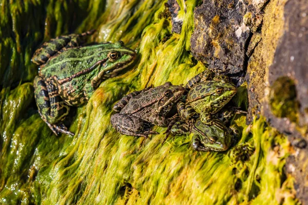 개구리 호수 세반 게가 르 쿠니 크 아르메니아의 특징 — 스톡 사진