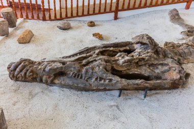 Müze Del Fosil dinozor fosil müzesi Villa de Leyva Boyaca Col