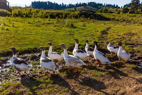 Samtskhe Javakheti Georgia Europa landmärke — Stockfoto