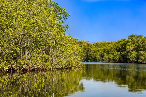 Padre Ramos natural reserve Chinandega Nicaragua — Stock fotografie