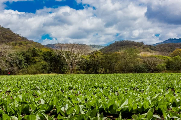 Tobacco fields San Juan de Limay Madriz Nicaragua — Stock Photo, Image