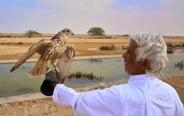 Falcão pássaro Falcoaria caçar Qatar — Fotografia de Stock