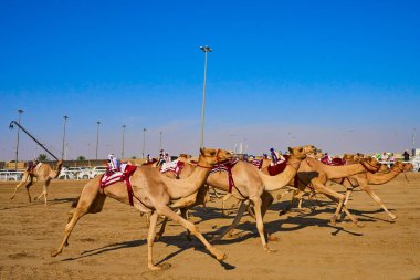 Geleneksel deve yarışı Ash-Shahaniyah Katar