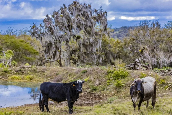 Rezerwat naturalny Miraflor Esteli Nikaragua — Zdjęcie stockowe