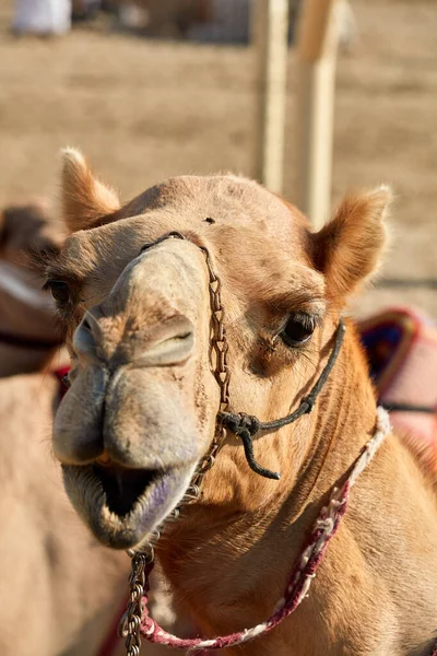 Corrida dromadery camelo tradicional Ash-Shahaniyah Qatar — Fotografia de Stock