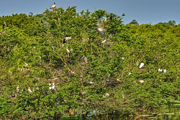 Yala Ulusal Parkı Sri Lanka Seylan — Stok fotoğraf