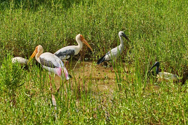 Malovaný čáp Národní park Yala Srí Lanka Cejlon — Stock fotografie