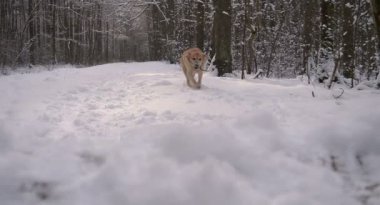 Güzel köpek (Labrador), yürür ormanın içinden, kışın, tüm beyaz kar ve ağaçlar.
