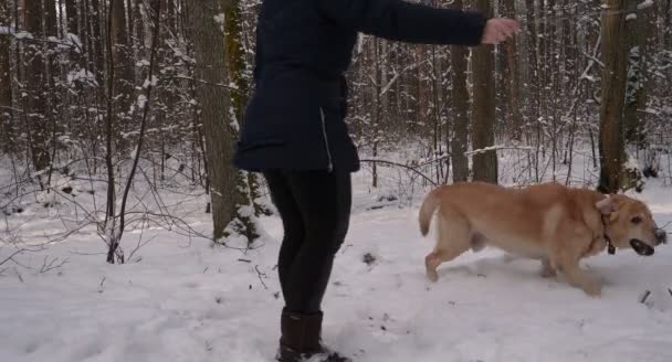 美しい女の子 ラブラドール と遊ぶ冬 すべて白い雪 森を歩く — ストック動画