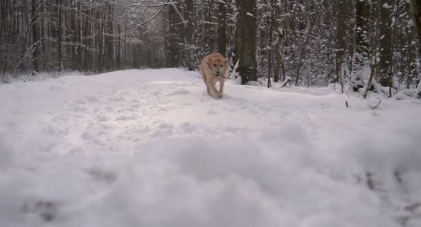 Bellissimo Cane Labrador Passeggiate Attraverso Foresta Inverno Tutto Neve Bianca — Video Stock