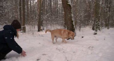 Ormanın içinden, kışın, tüm beyaz kar ve ağaçlar (Labrador), bir köpekle oynamayı güzel kız yürüyüş (kadın).