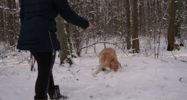 Ormanın içinden, kışın, tüm beyaz kar ve ağaçlar (Labrador), bir köpekle oynamayı güzel kız yürüyüş (kadın).