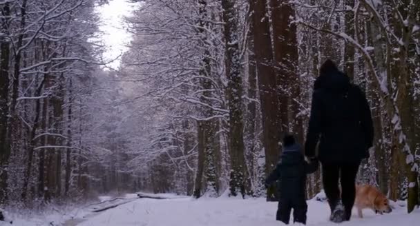 一个母亲带着孩子和一条狗 拉布拉多 穿过树林 在冬天 所有的白雪和树木 — 图库视频影像