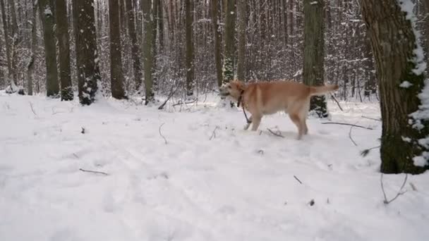 Krásný Pes Labrador Procházky Lesem Zimě Vše Bílém Sněhu Stromy — Stock video