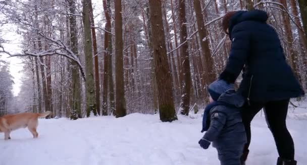 子供と犬 ラブラドール と母を歩く森の中 すべての白い雪と木 — ストック動画