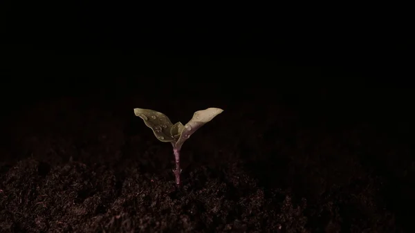 黒背景で濡れている新しい生活 芽を植える人 — ストック写真