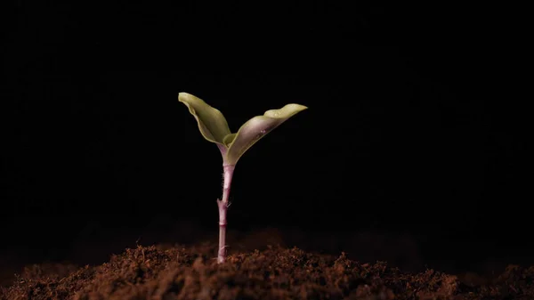 Une Nouvelle Vie Homme Main Plantant Germe Avec Des Feuilles — Photo