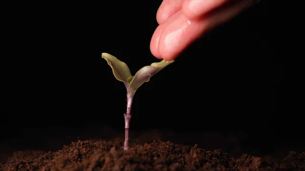 Una Nueva Vida Hombre Mano Plantando Brote Con Hojas Mojado —  Fotos de Stock