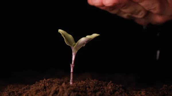 Una Nueva Vida Hombre Mano Plantando Brote Con Hojas Mojado — Foto de Stock