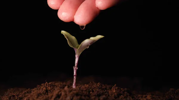 Uma Nova Vida Homem Mão Plantando Broto Com Folhas Molhado — Fotografia de Stock