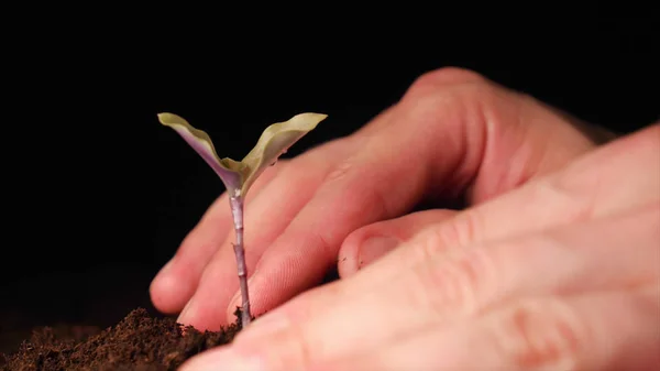 Una Nueva Vida Hombre Mano Plantando Brote Con Hojas Mojado —  Fotos de Stock