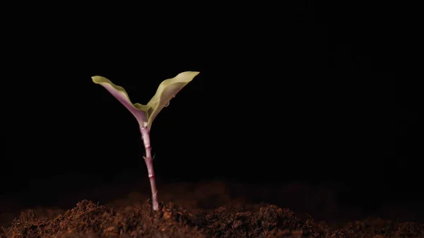 Una Nueva Vida Hombre Mano Plantando Brote Con Hojas Mojado — Foto de Stock