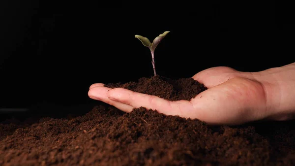 Ett Nytt Liv Man Hand Plantering Spira Med Blad Våt — Stockfoto