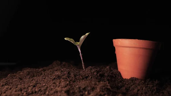 Viață Nouă Mână Plantarea Unui Germeni Frunze Umed Picături Fundal — Fotografie, imagine de stoc